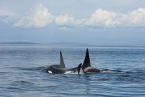Orcas im Wasser der Pender-Insel in Kanada — Stockfoto