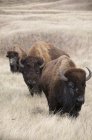 Bisontes estadounidenses en pastizales del Parque Nacional Wind Cave, Dakota del Sur, Estados Unidos de América . - foto de stock