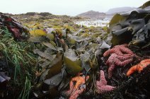 Estrella de mar y algas marinas en Mackenzie Beach, Tofino, Pacific Rim National Park, Vancouver Island, Columbia Británica, Canadá . - foto de stock