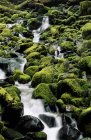 Carmanah Valley rainforest creek through mossy rocks and logs, Vancouver Island, British Columbia, Canadá . — Fotografia de Stock