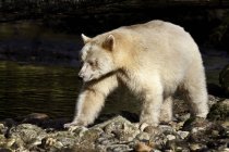 Kermode-Bär im großen Bären-Regenwald der britischen Columbia, Kanada — Stockfoto