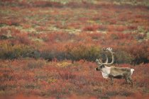 Taureau de caribou de la toundra debout sur un pré d'automne dans l'Arctique canadien — Photo de stock