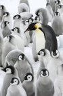 Дорослий імператорського пінгвіна і пташенят, сніг пагорбі острова, Антарктичного півострова — стокове фото