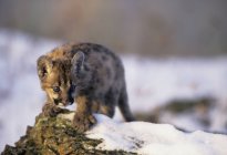 Gattino Cougar in piedi nella neve, primo piano . — Foto stock