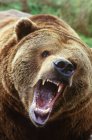 Grizzly bear snarling and roaring, close-up portrait. — Stock Photo