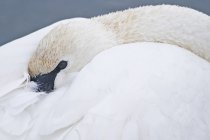 Cisne trompetista escondendo a cabeça em penas enquanto descansa, close-up . — Fotografia de Stock