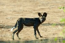Hunting African wild dog in meadow of Samburu National Park, Kenya, East Africa — Stock Photo