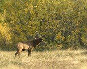 Side view of elk giving bugling call in forest of Alberta, Canada. — Stock Photo