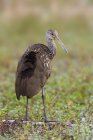 Limpkin bird perched on branch in wetland of Florida — Stock Photo