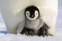 Крупный план императорского пингвина, лежащего на взрослых ногах, остров Сноу Хилл, море Уэдделла, Антарктида — стоковое фото
