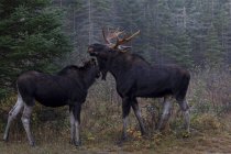 Couple of moose during rutting season, Algonquin Provincial Park, Ontario, Canada. — Stock Photo