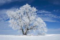 Campo nevado con árbol cubierto de heladas cerca de Winnipeg, Manitoba, Canadá - foto de stock