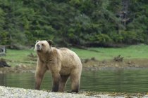 Grizzly orso annusare l'aria durante la stagione degli amori . — Foto stock