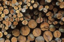 Chopped various size firewood logs, full frame — Stock Photo