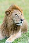 Портрет відпочиває Африканський Лев в природному середовищі існування Масаї Мара заповідника, Кенія, Східна Африка — стокове фото