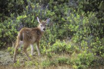 Sitka Black-tailed Deer Fawn in green bushes — Stock Photo