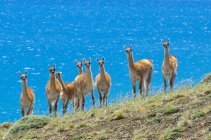 Mandria di guanacos di fronte al Lago Sarmiento nella Patagonia meridionale, Parco Nazionale delle Torres del Paine, Cile — Foto stock