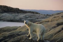 Orso polare che cammina sulla riva rocciosa nel Parco Nazionale di Ukkusiksalik, Canada — Foto stock