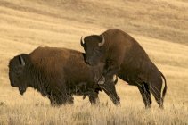Bisontes estadounidenses apareándose en pastizales en Wind Cave National Park, Dakota del Sur, Estados Unidos de América . - foto de stock