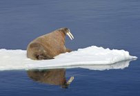 Atlantic walrus lying on pack ice in sea by Svalbard Archipelago, Arctic Norway — Stock Photo