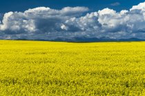 Canola field in bloom in southern Alberta, Canada. — Stock Photo
