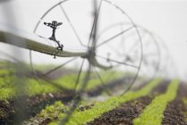 Irrigation of carrot crops near Stratmore, Alberta, Canada — Stock Photo