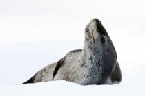 Female leopard seal resting on pack ice, Pleneau Island, Antarctic Peninsula, Antarctica — Stock Photo