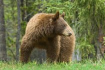 Cinnamon-coloured American black bear grazing on roadside grass in Rocky Mountains, Alberta, Canada — Stock Photo