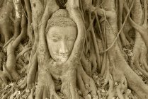 Резьба Будды, покрытая корнями деревьев в храме Ват Пхра Махата, Аютхая, Таиланд . — стоковое фото