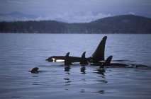 Orca ballenas nadando en el agua cerca de la isla de Vancouver, Columbia Británica, Canadá - foto de stock