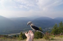 Щелкунчик Кларк, сидящий на мужской руке в горах региона Слайккамин, Британская Колумбия, Канада — стоковое фото