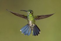 Grün-gekrönter, brillanter Kolibri im Flug, Nahaufnahme. — Stockfoto