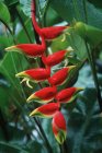 Helconia fiori rossi che crescono nella foresta pluviale tropicale della Costa Rica — Foto stock