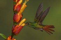 Rufous-tailed hummingbird feeding at flowers in flight in tropical rain forest. — Stock Photo