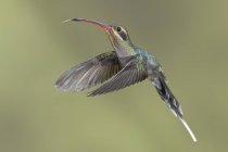 Green hermit hummingbird in flight, close-up. — Stock Photo