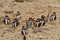 Papillons assis sur un sol sablonneux, gros plan — Photo de stock