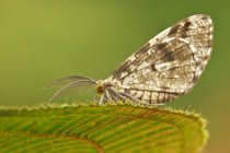Close-up of exotic moth perched on plant leaf in tropical forest. — Stock Photo