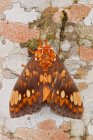 Close-up of exotic moth perched on stone wall. — Stock Photo