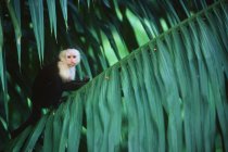 Capucin à face blanche assis dans le feuillage vert de la forêt au Costa Rica — Photo de stock