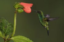 Beija-flor esmeralda ocidental alimentando-se em flor em voo, close-up . — Fotografia de Stock