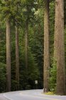 Estrada solitária e cedros gigantes em Cathedral Grove Provincial Park, Vancouver Island, British Columbia, Canadá — Fotografia de Stock