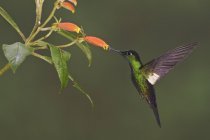 Fachada con alas de buff volando y alimentándose de flores en el bosque tropical . - foto de stock