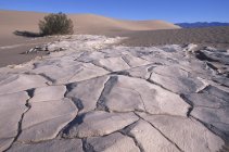 Mesquite Dunes arenisca y arbusto a la luz del sol, Death Valley, California, EE.UU. - foto de stock