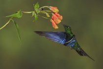 Großer saphirfarbener Kolibri, der fliegt und sich an Blumen labt, Seitenansicht. — Stockfoto