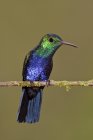 Violet-bellied hummingbird perching on tree branch, close-up. — Stock Photo