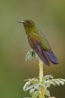 Viridian metaltail hummingbird perched on plant branch, close-up. — Stock Photo