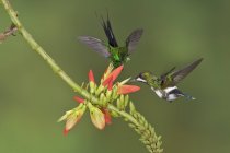 Dois beija-flores de cauda de espinheiro verde alimentam-se de flores enquanto voam na floresta tropical . — Fotografia de Stock