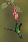 Western emerald hummingbird feeding at flower while flying. — Stock Photo