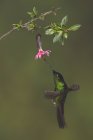 Buff-winged starfrontlet flying and feeding at flower in rain forest. — Stock Photo