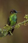 Colibrì brillante dalla fronte viola appollaiato su un ramo in Ecuador . — Foto stock